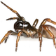 Illustration for article titled Spider Named For Neil Young